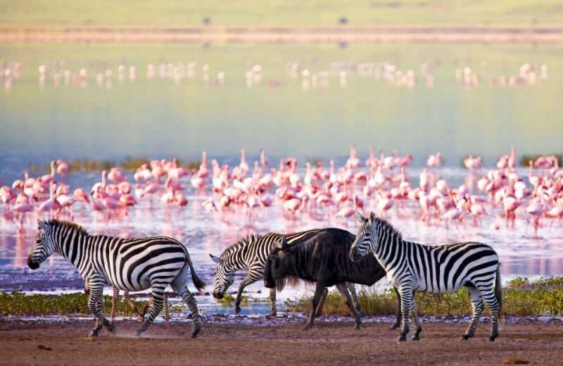 4 Days Safari – Tarangire, Serengeti & Ngorongoro