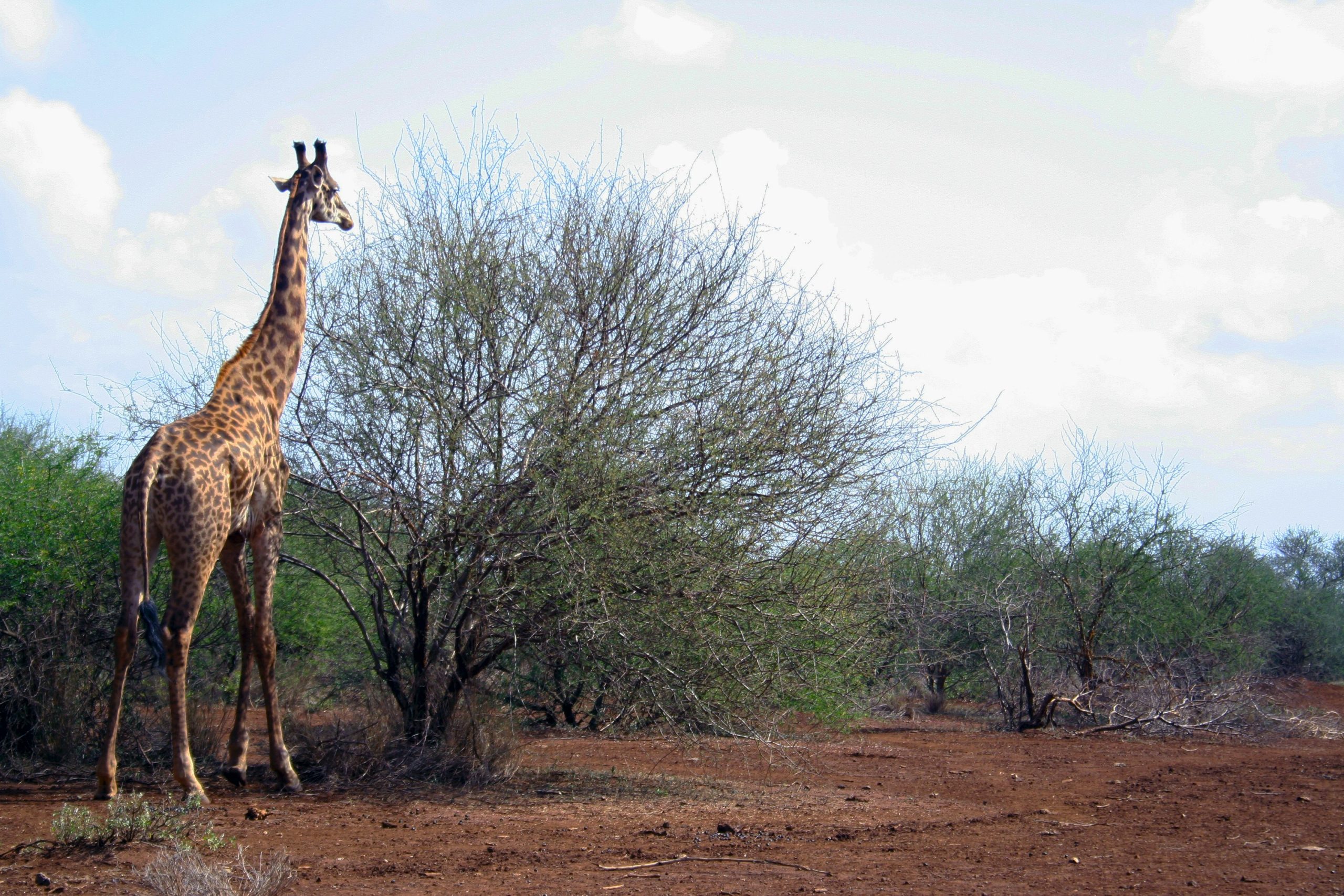 Amboseli National Park