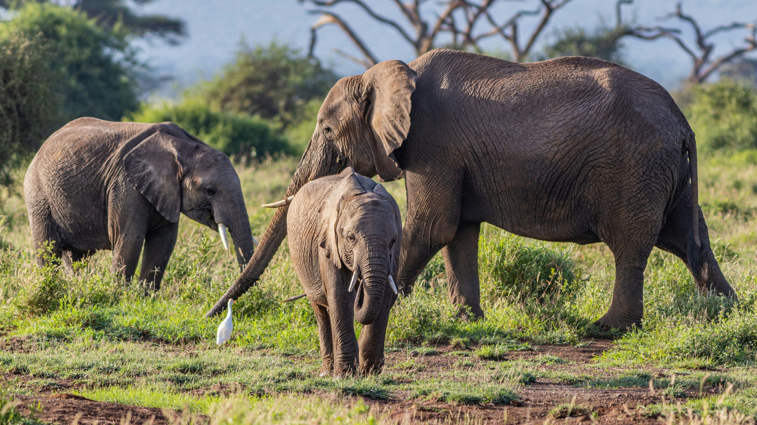 Elephants at Amboseli National Park