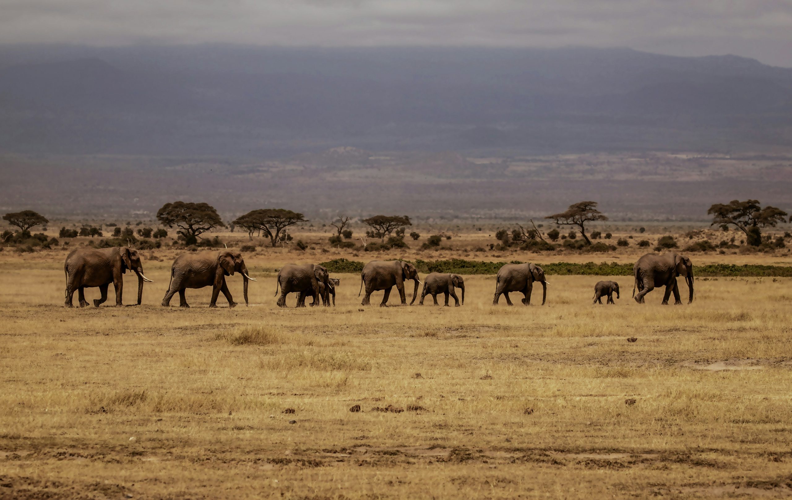 Elephants in Amboseli