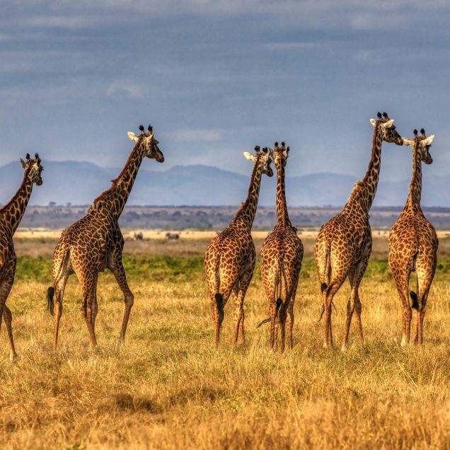 Amboseli