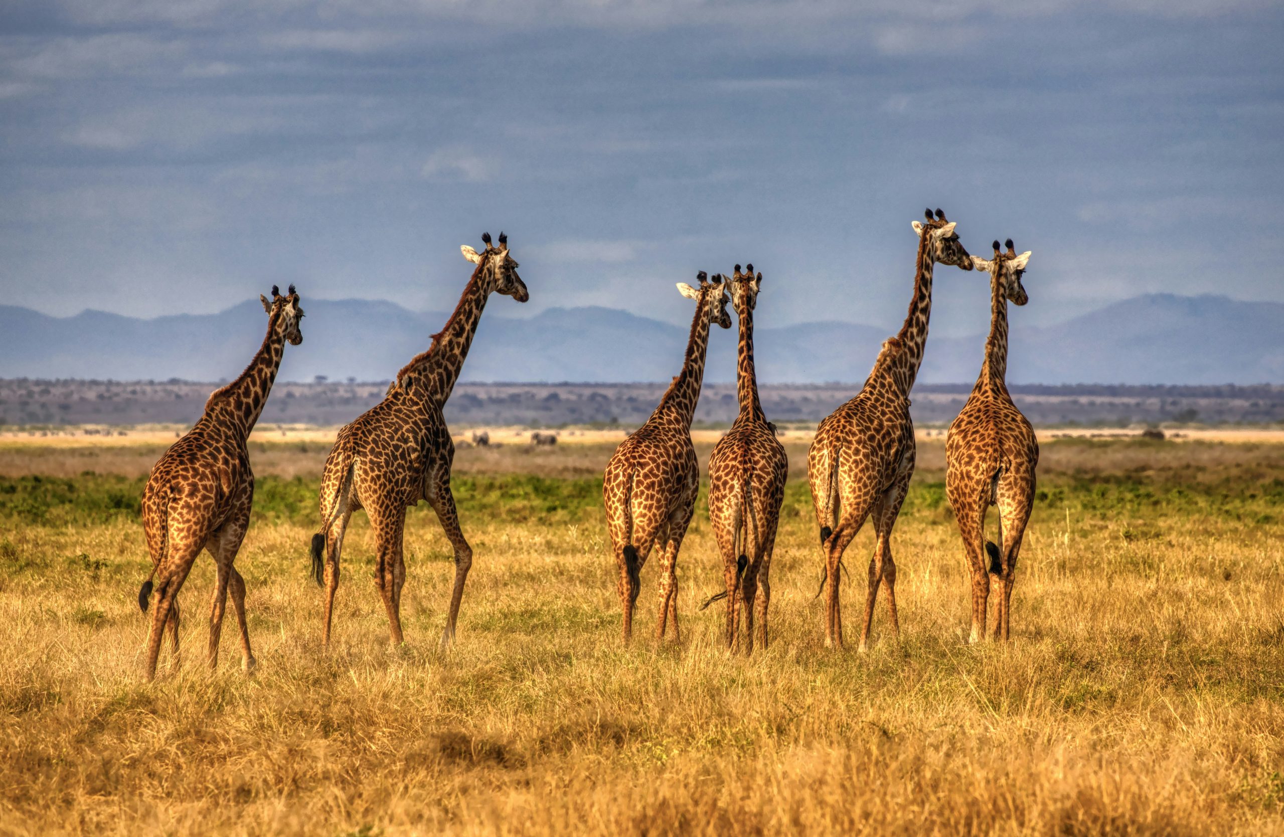 Giraffe in Amboseli Park