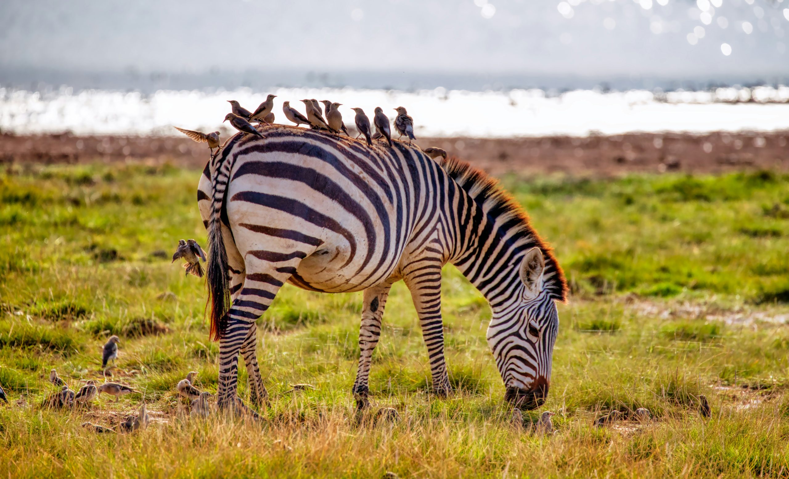 Zebra in Amboseli Park