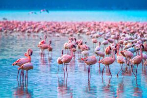 lake nakuru safari