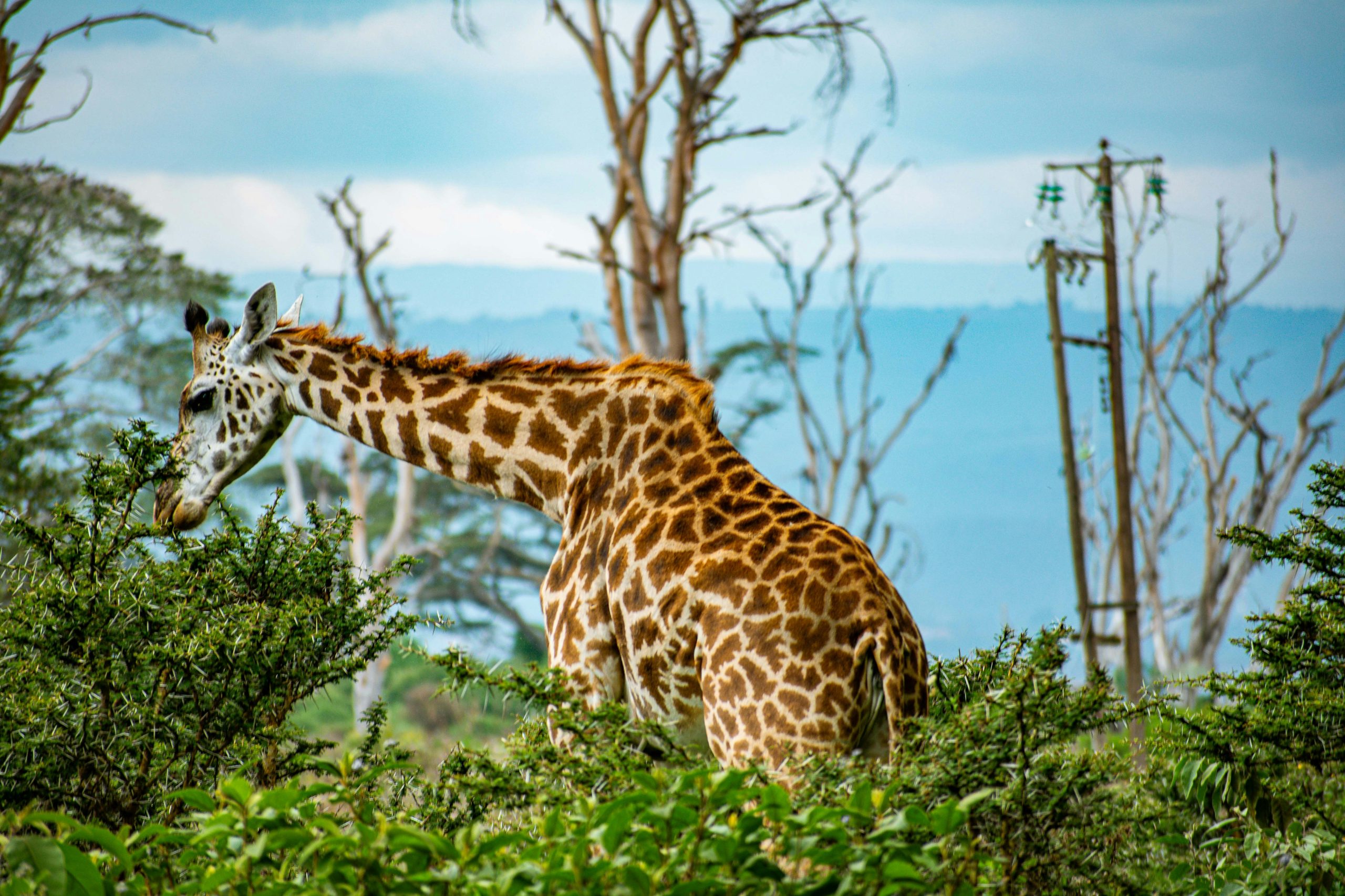 Giraffe at Naivasha