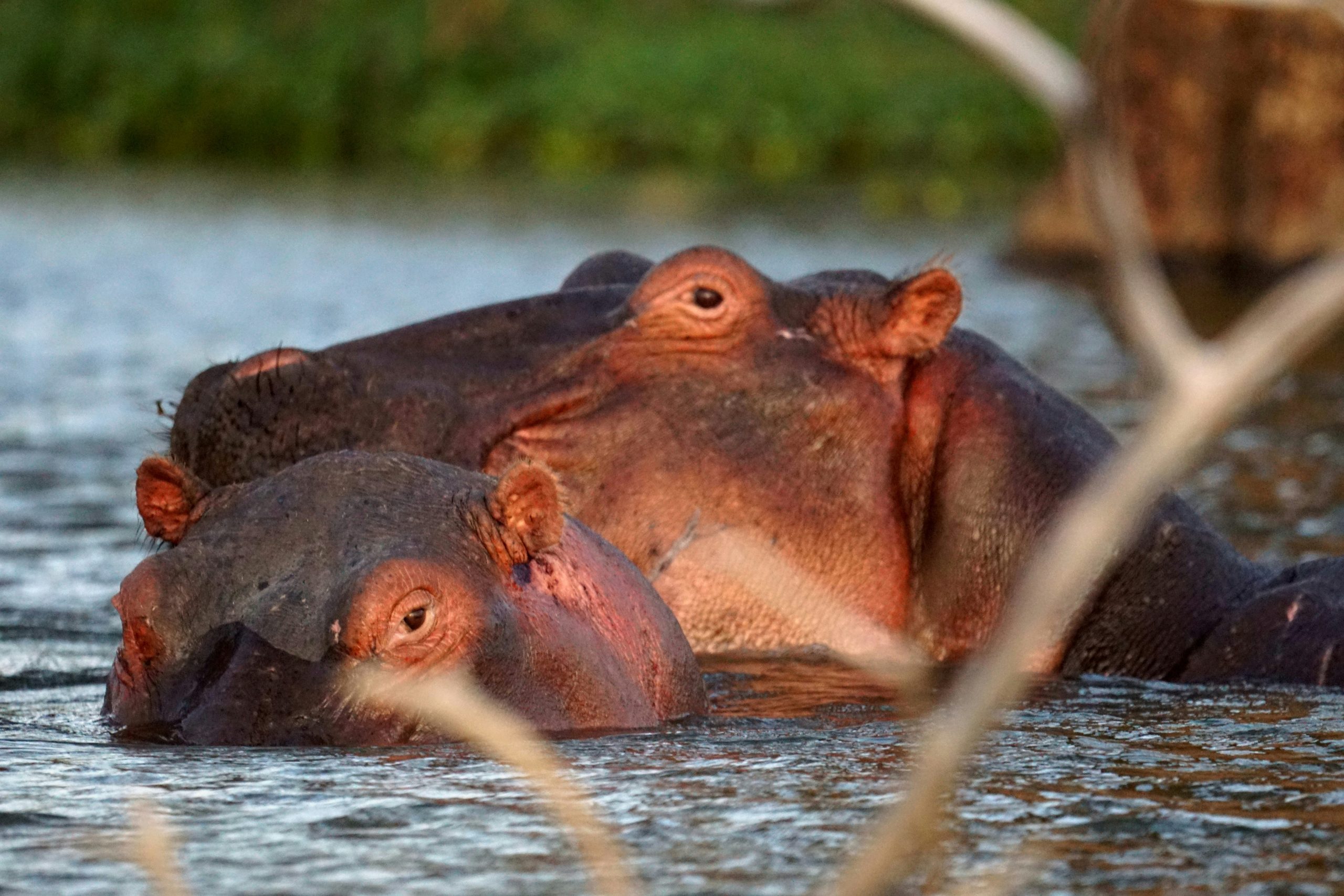 Hippos at Lake Naivasha