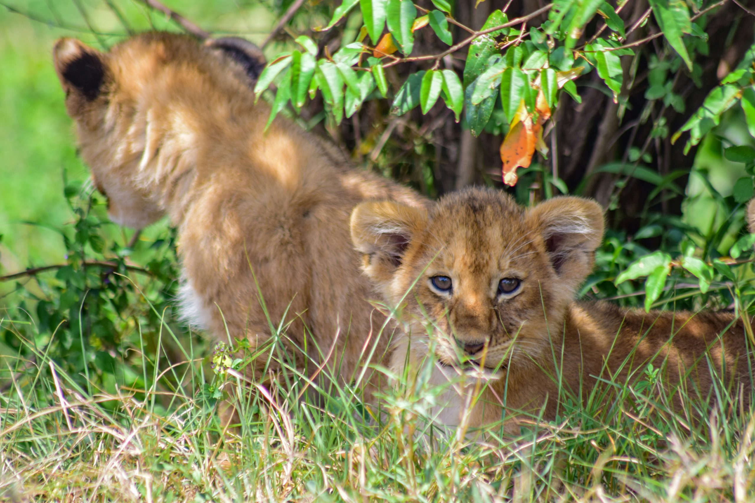 Lions