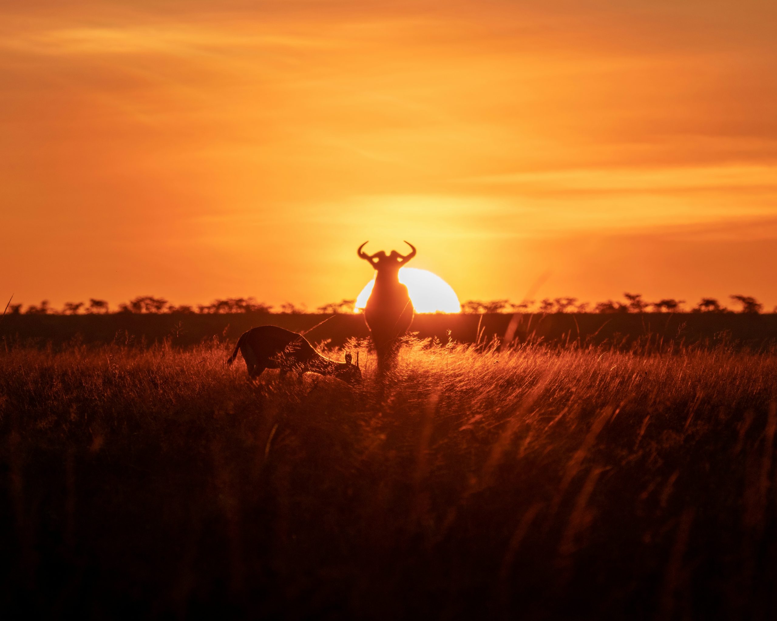 Maasai Mara sunset