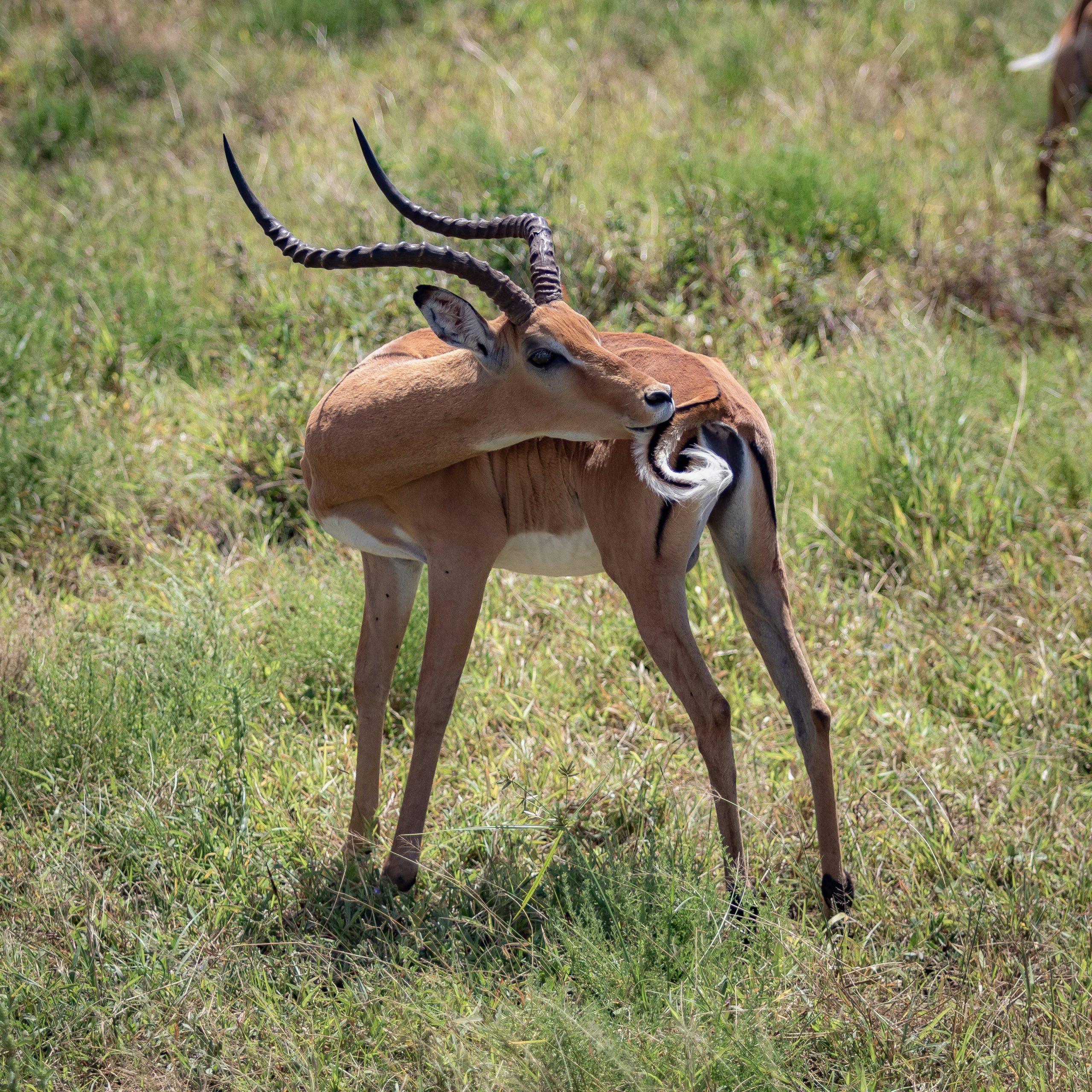 TZ Wildlife