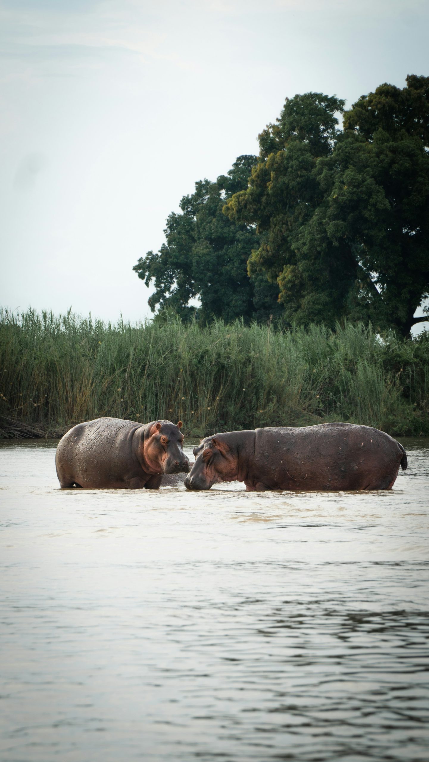 Tanzania Wildlife