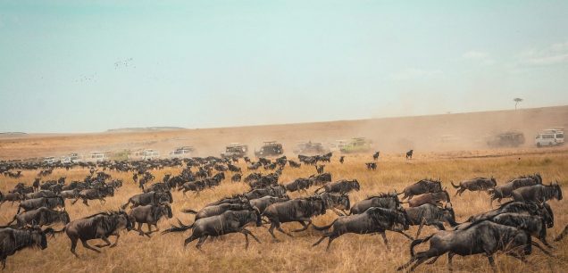 Maasai Mara