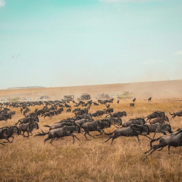 Maasai Mara