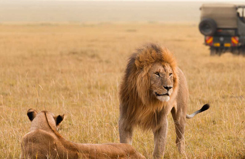 5D, 4N Nairobi ,Naivasha, Mara-Mid-Budget Safari