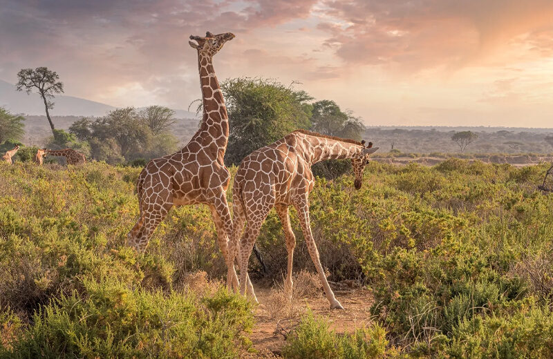 5D, 4N Ultimate Masai Mara Experience