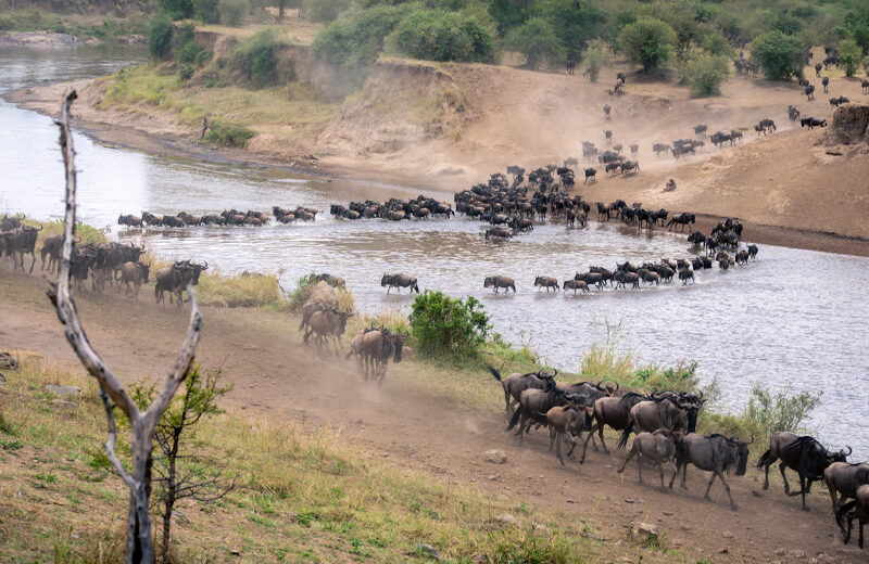 7 Days Tanzania Safari – Mara River Crossing