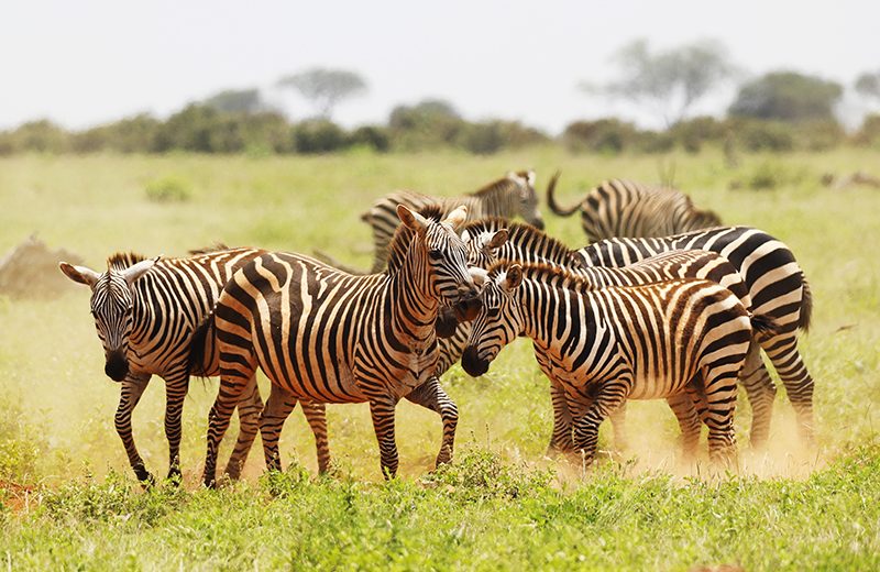 5D 4N Ultimate Masai Mara Experience