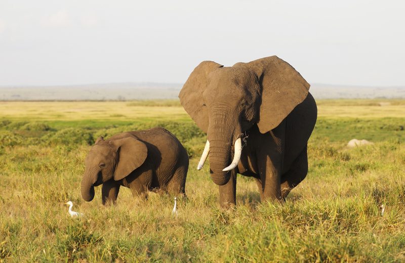 7D, 6N Nairobi Amboseli Naivasha Mara