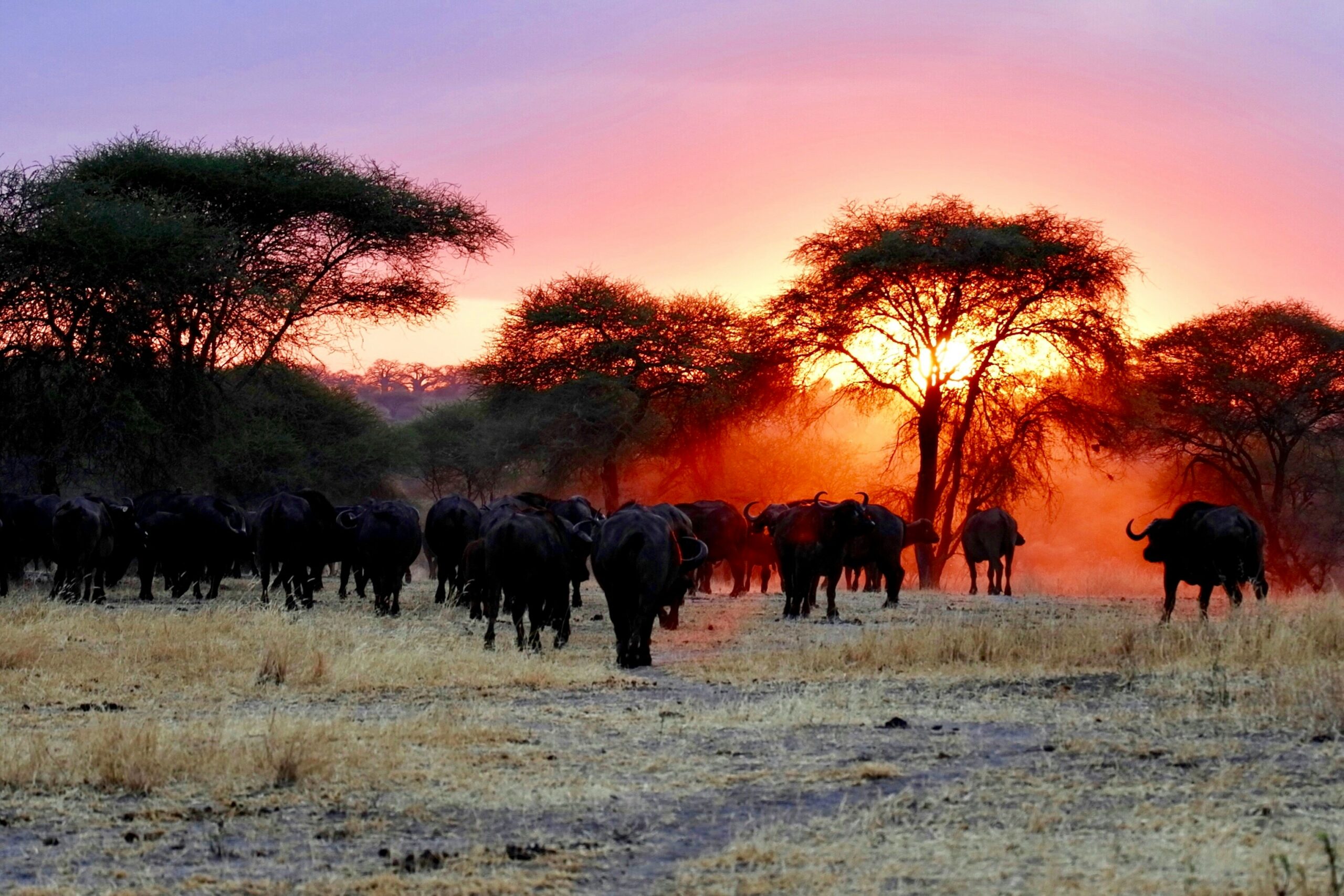 African buffalo herd in Arusha savannah at sunset with acacia trees and orange sky