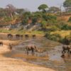 Elephants in Tarangire National Park crossing river with savannah and trees in background