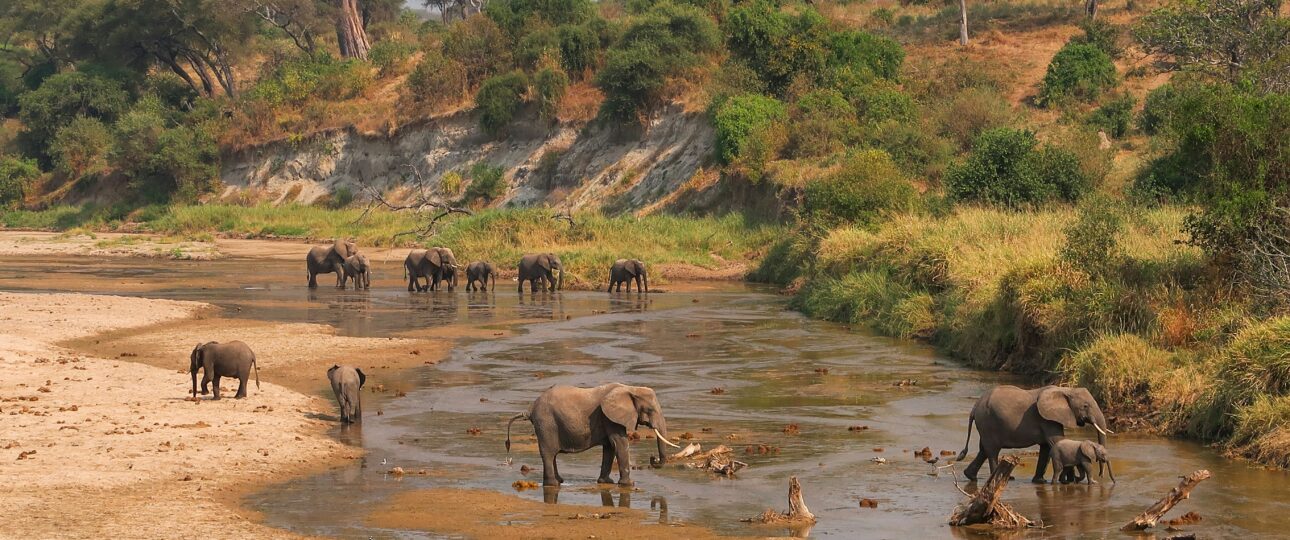 Elephants in Tarangire National Park crossing river with savannah and trees in background