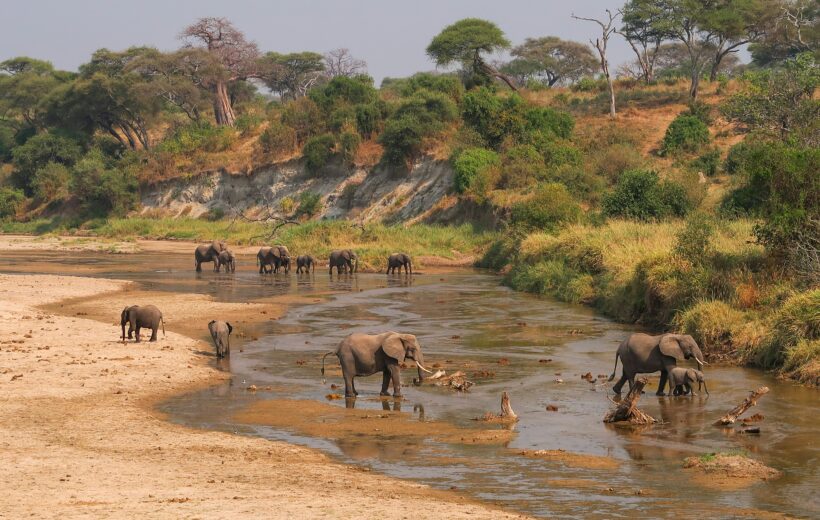 Elephants in Tarangire National Park crossing river with savannah and trees in background