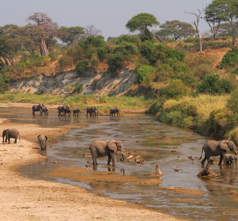 Elephants in Tarangire National Park crossing river with savannah and trees in background