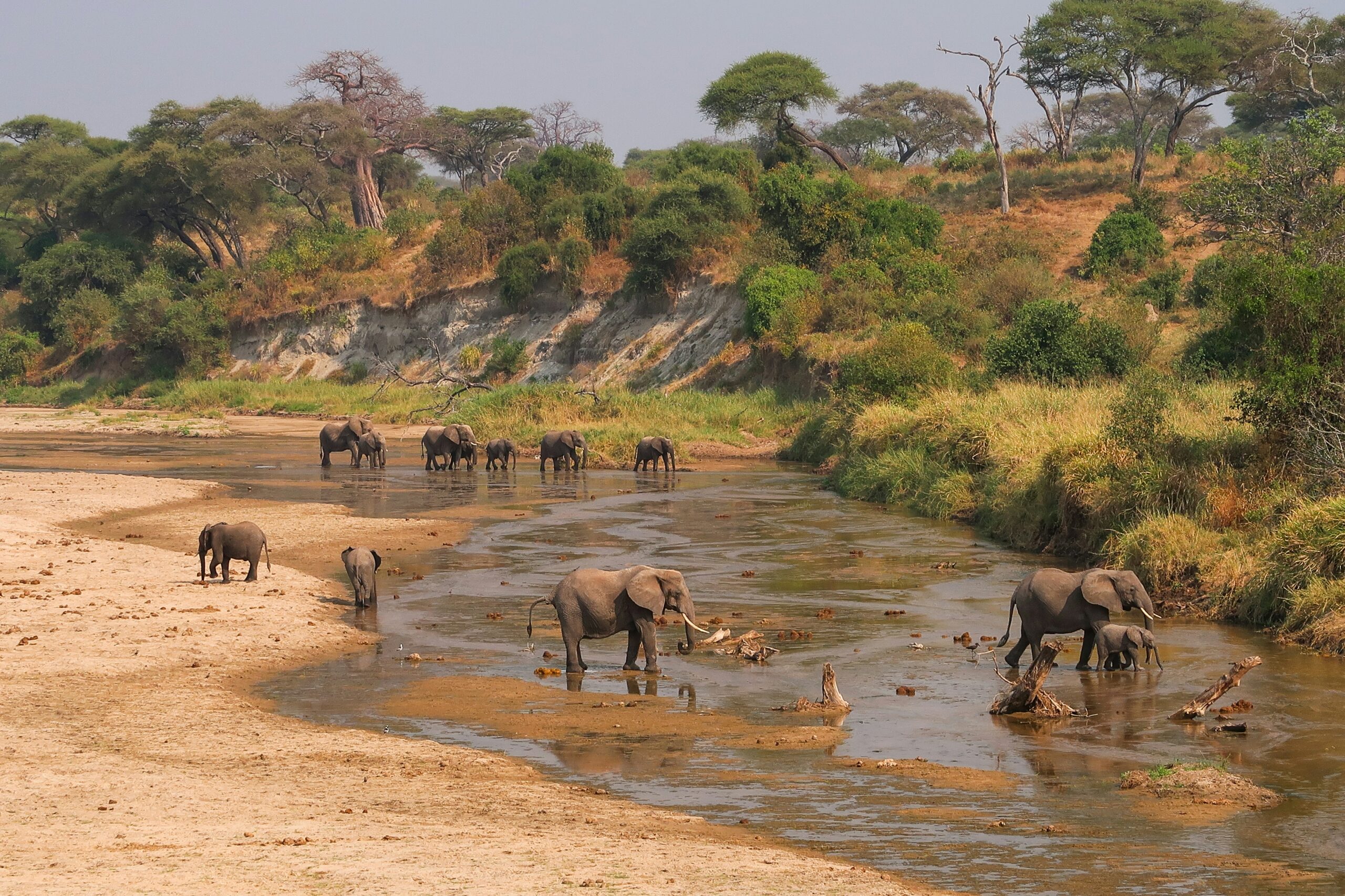 Elephants in Tarangire National Park crossing river with savannah and trees in background