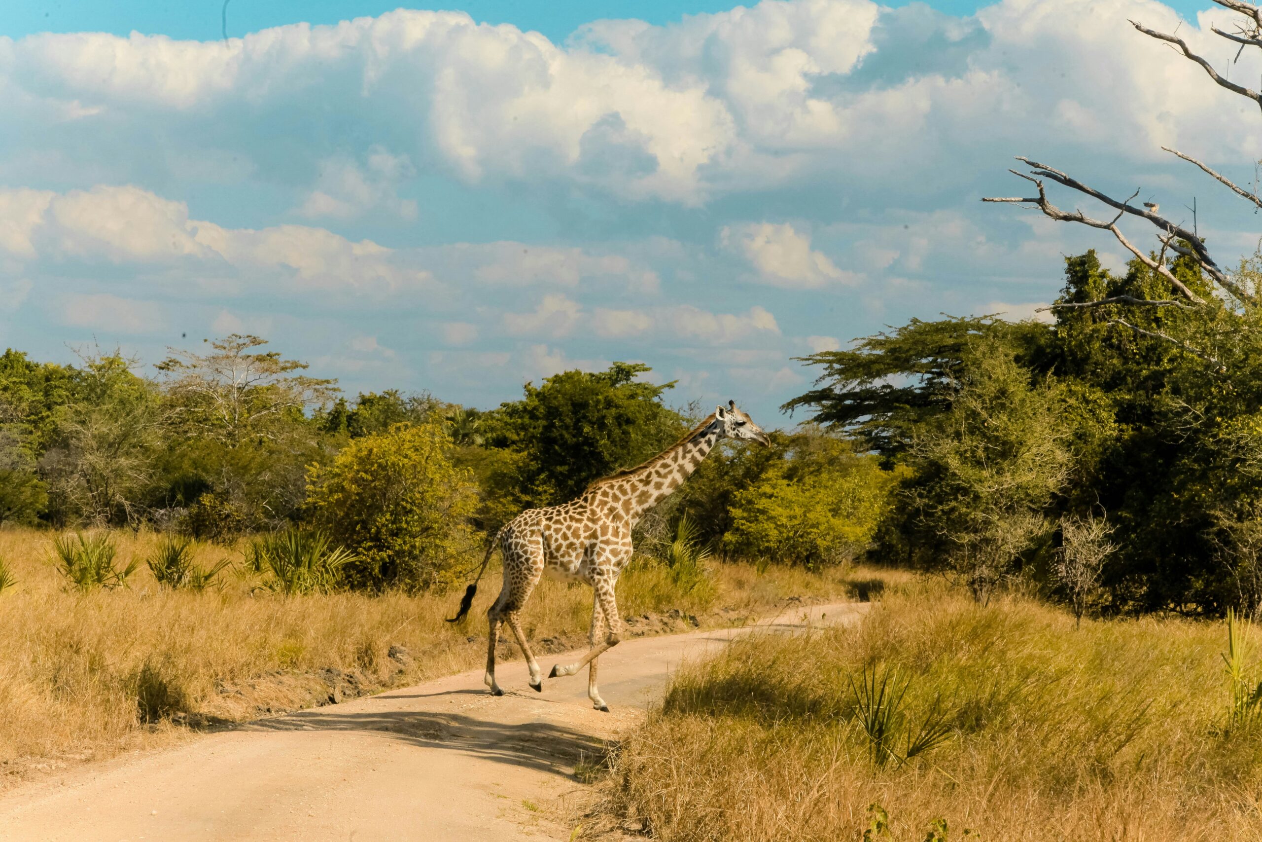 Saadani National Park in Tanzania