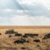 Best Time to Visit Tanzania