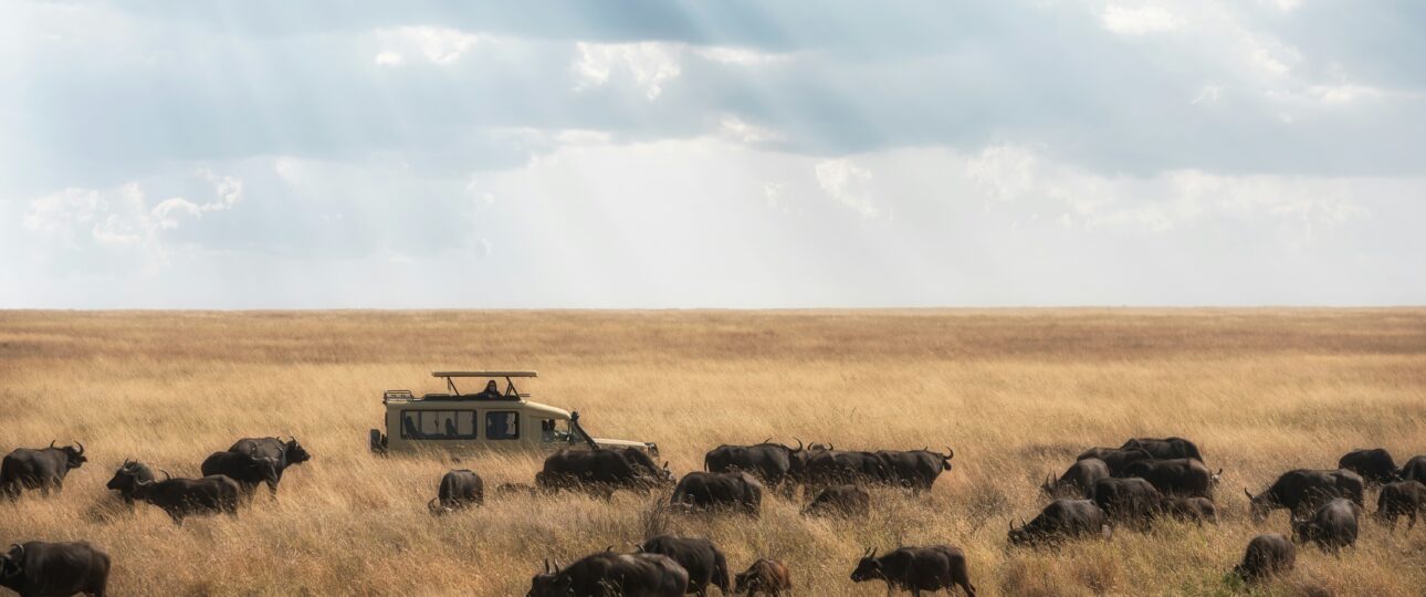 Best Time to Visit Tanzania