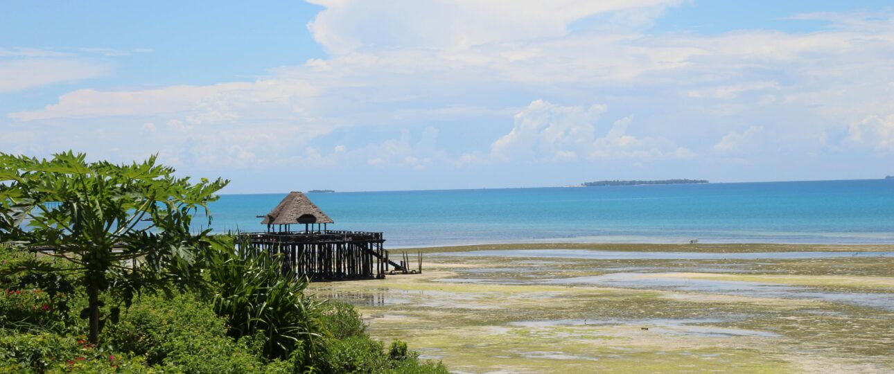 Zanzibar Safari: How to Plan the Ultimate Beach & Bush Combo