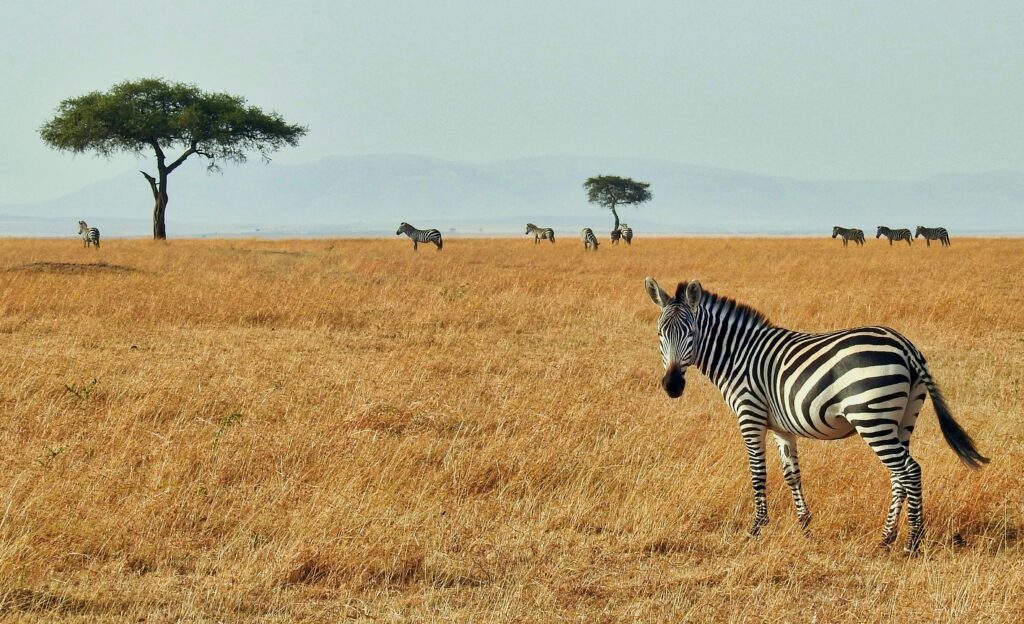 Things to Do in Kenya