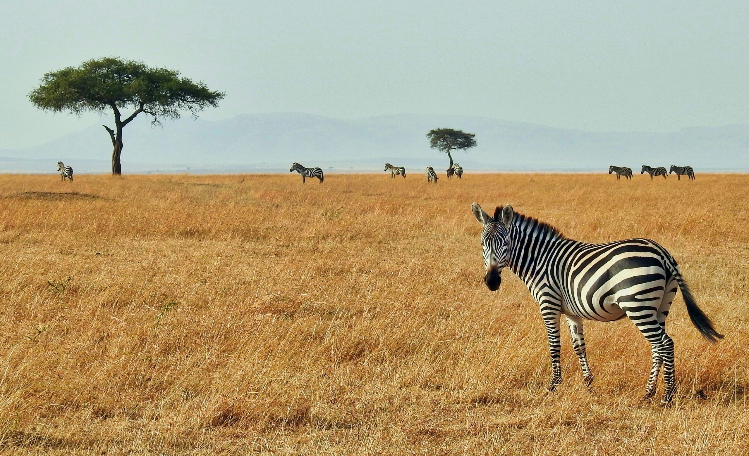 Things to Do in Kenya
