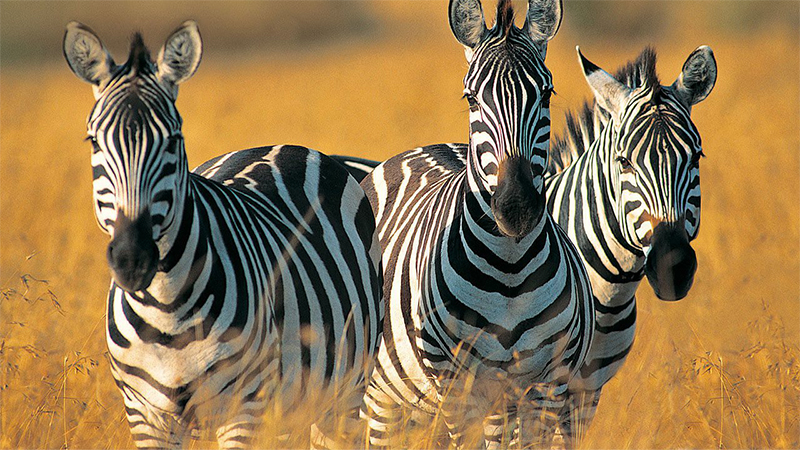 4-days-safari-tarangire-serengeti-ngorongoro-01