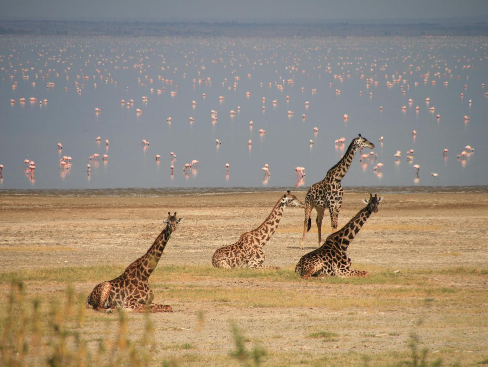 4-days-safari-tarangire-serengeti-ngorongoro-02