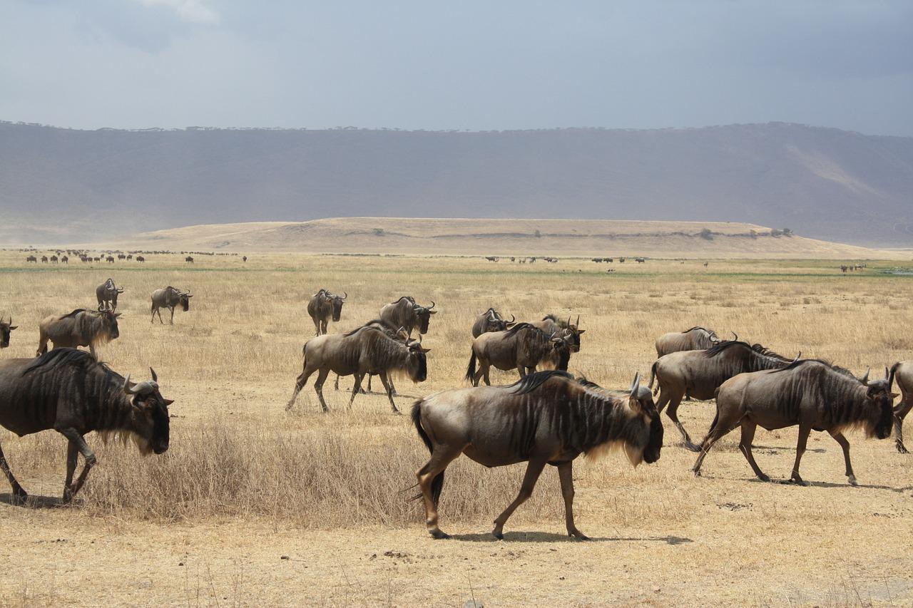 4-days-safari-tarangire-serengeti-ngorongoro-04