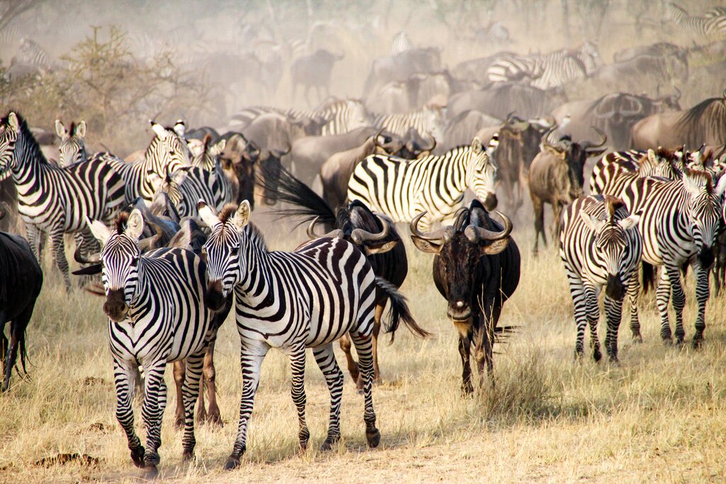 4-days-safari-tarangire-serengeti-ngorongoro-05