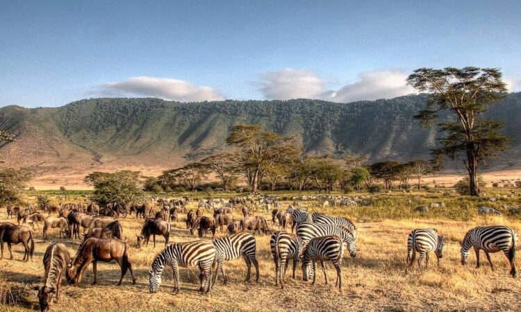 Ngorongoro Crater teems with life.
