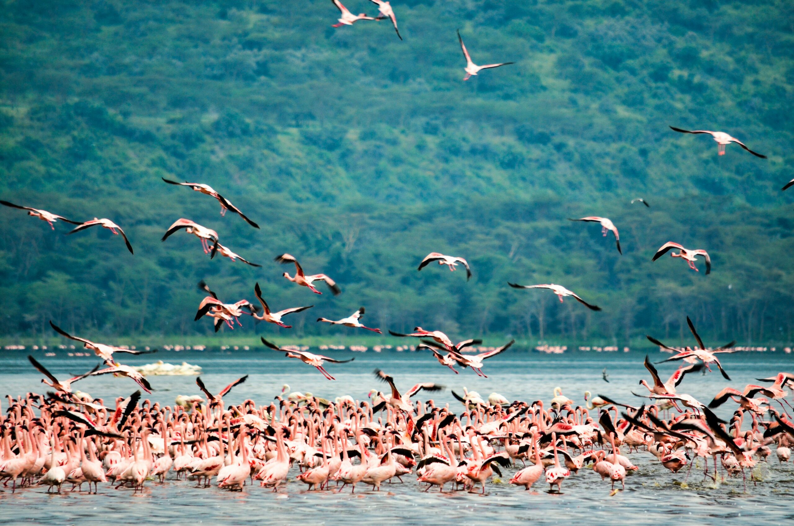 Kenya vs Tanzania Safari