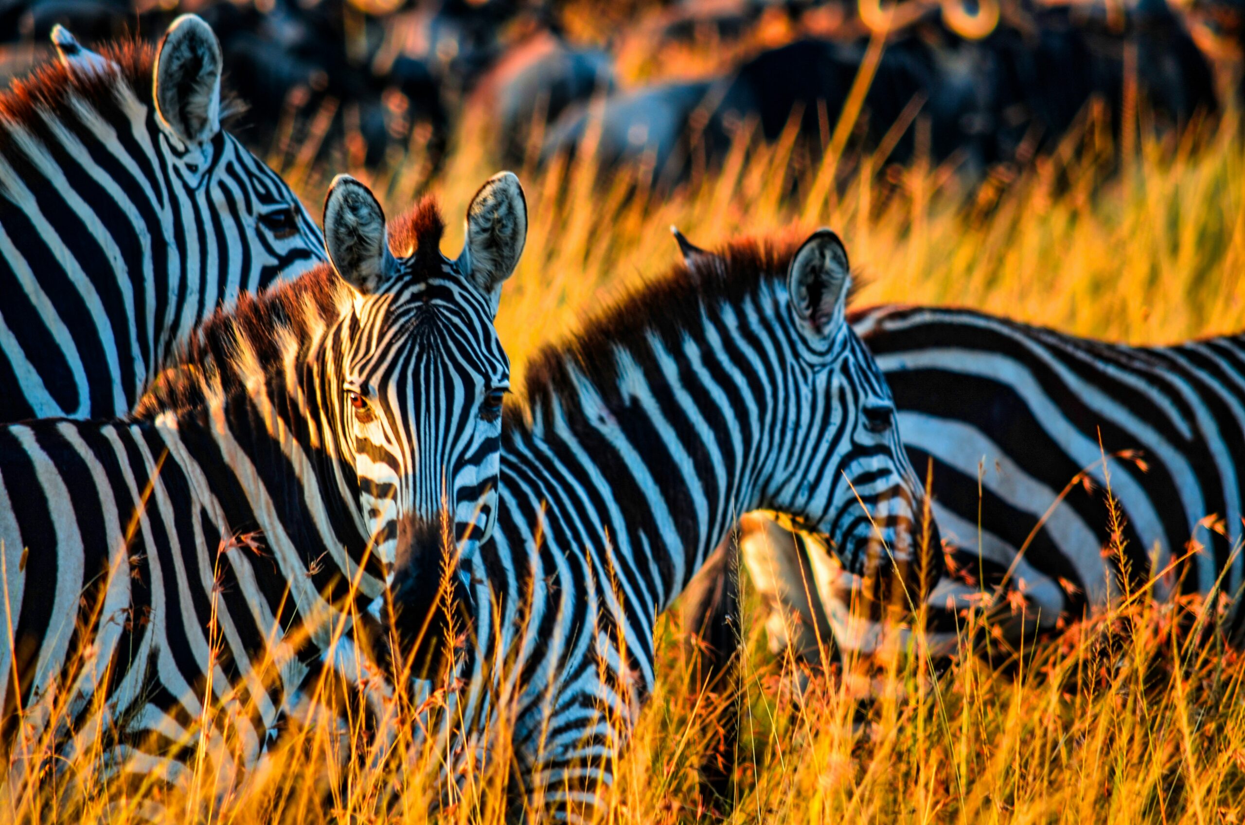 kenya safari cost