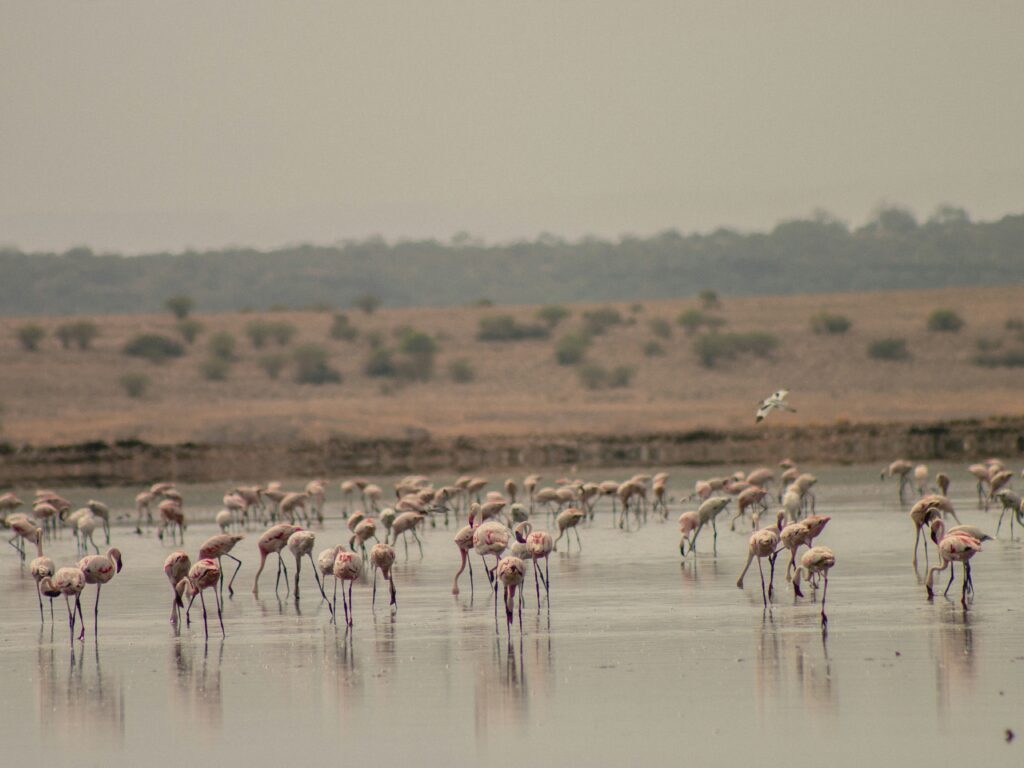 Lake Magadi in Kenya