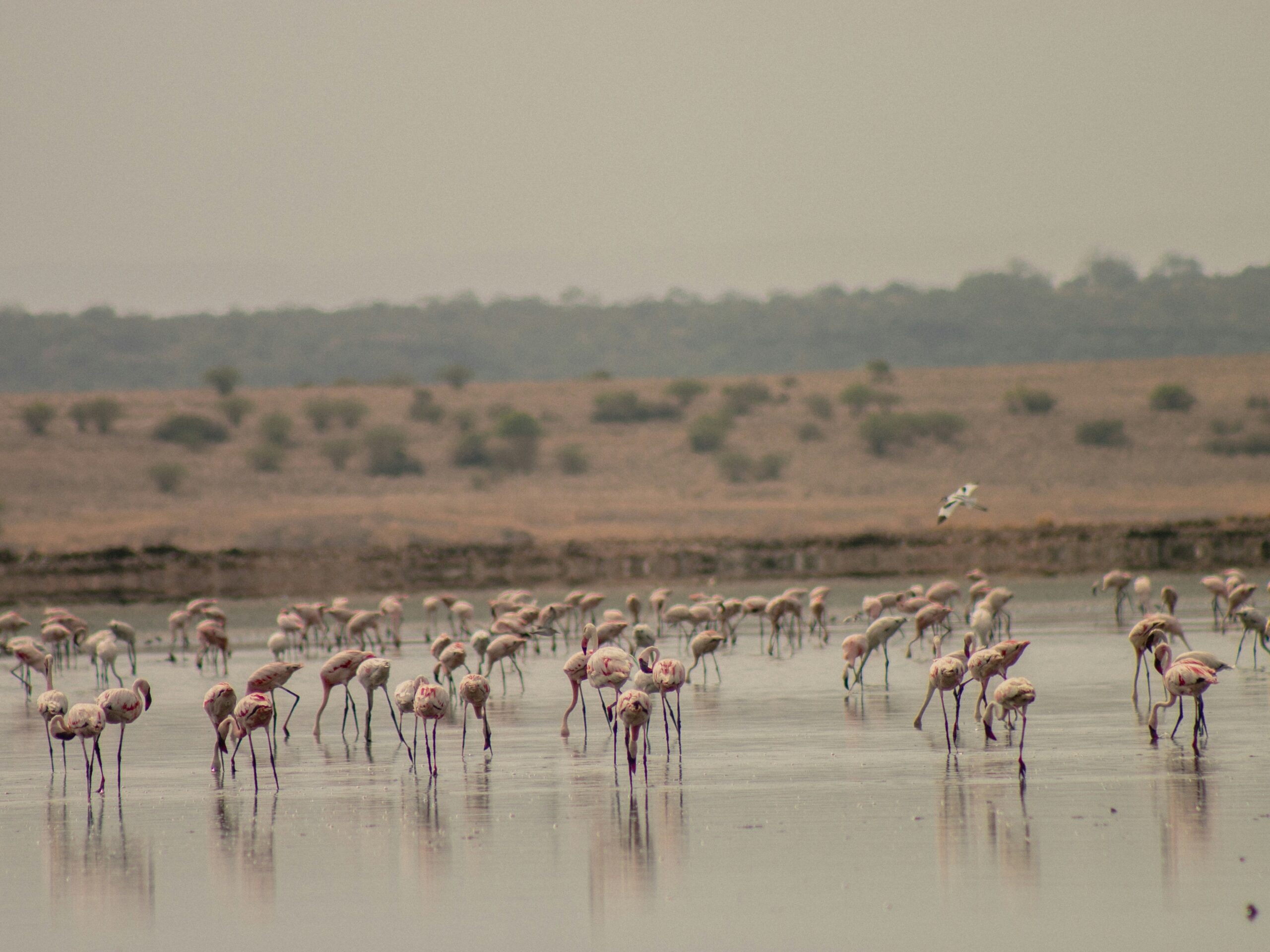 Lake Magadi in Kenya