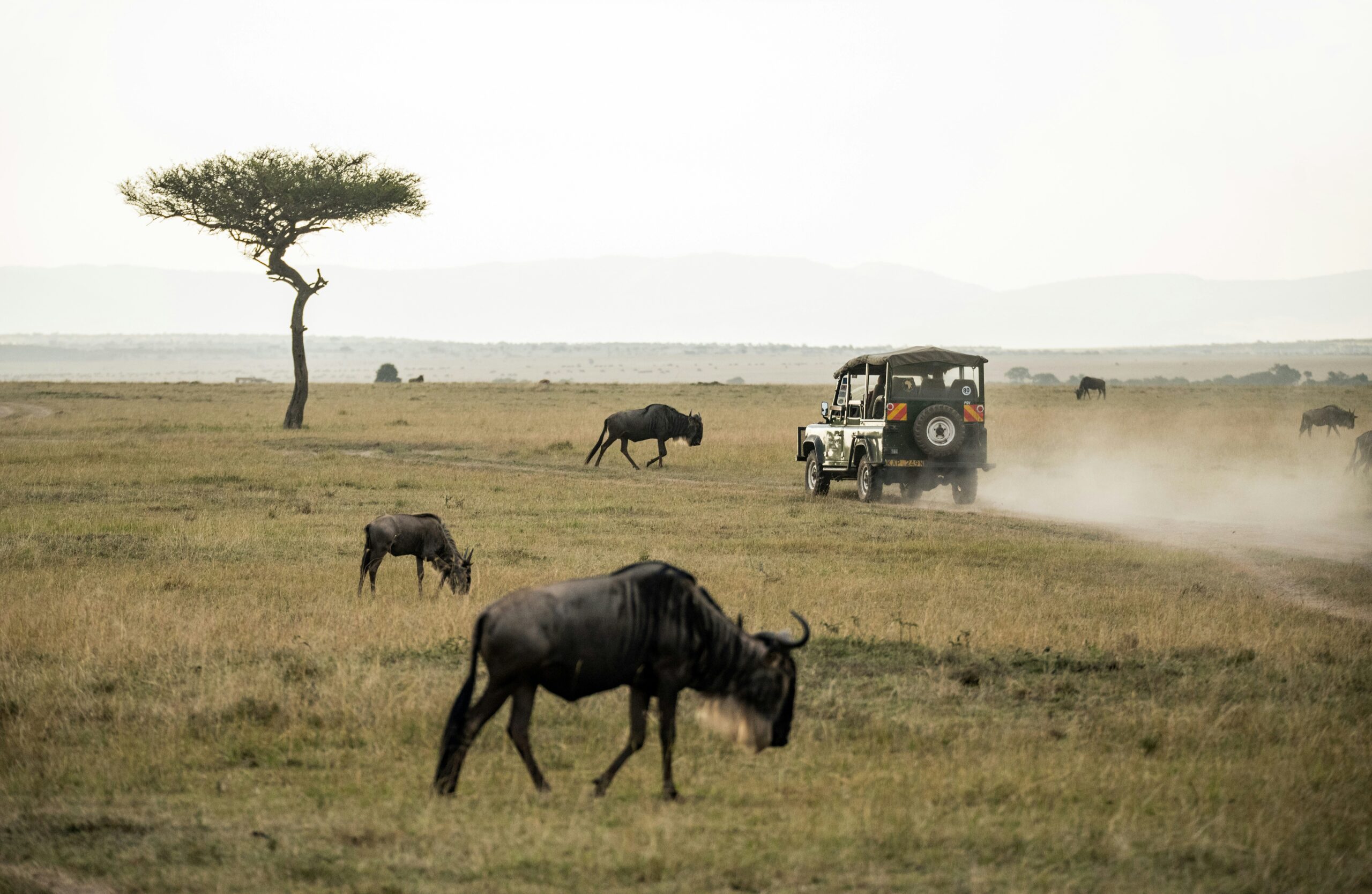 Masai Mara Safari Cost