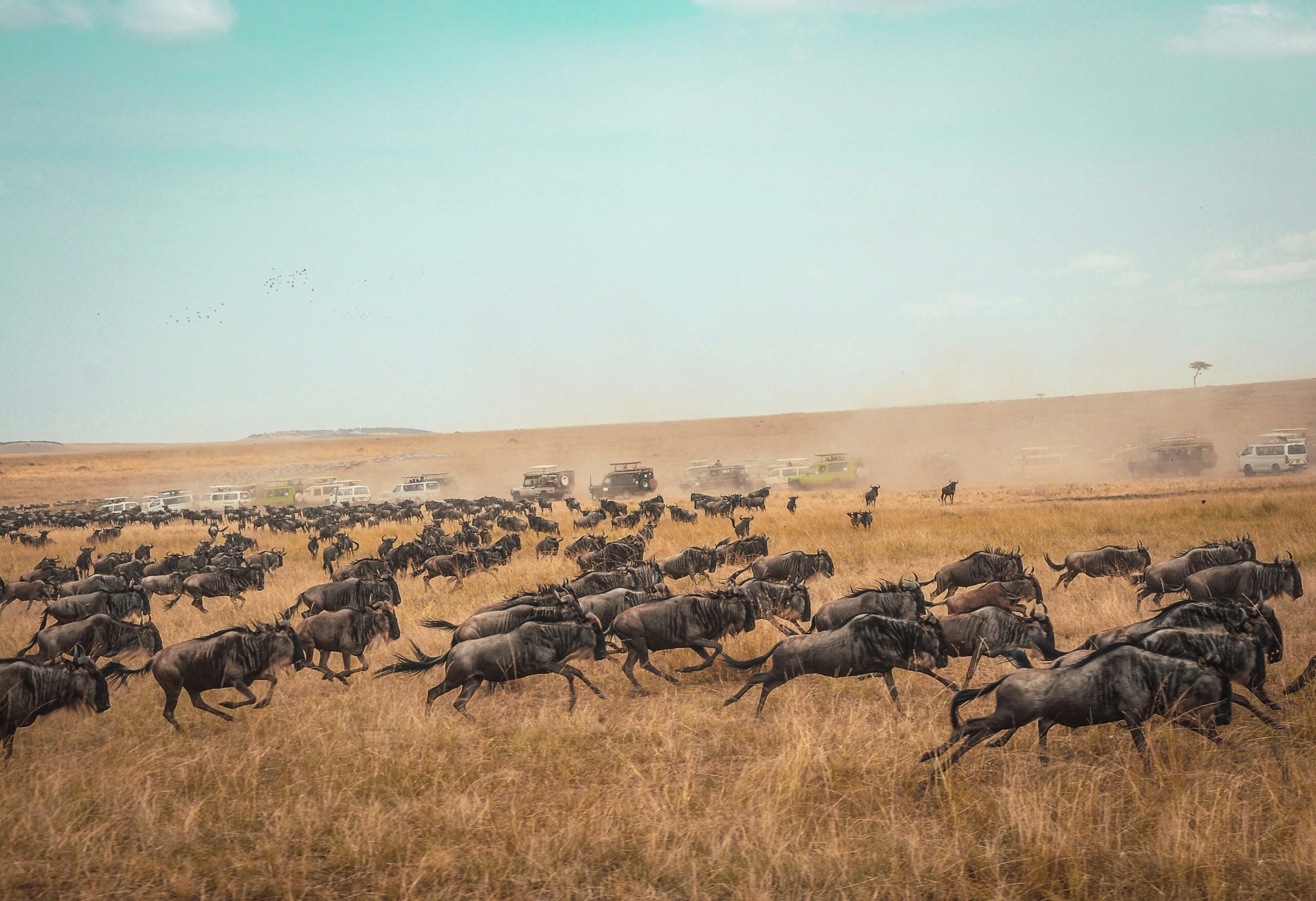 Masai Mara vs Serengeti: Ultimate Safari Comparison