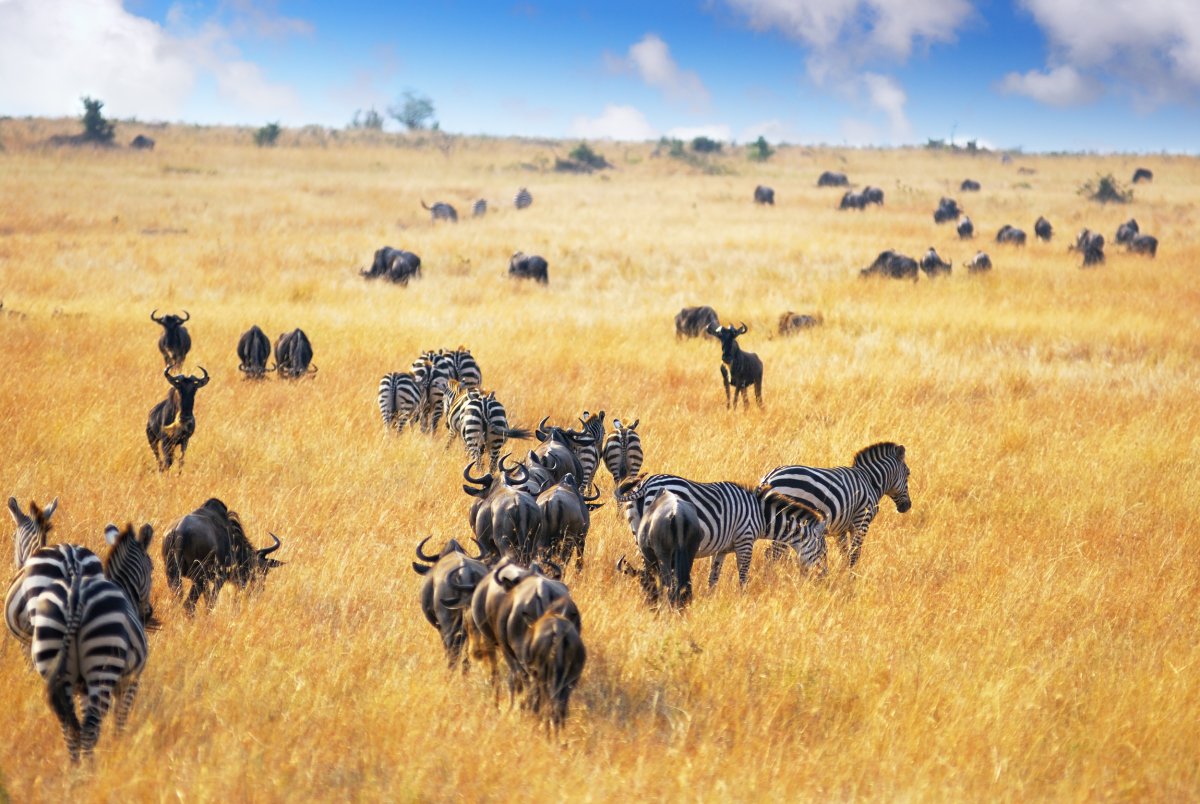 how-do-you-plan-the-perfect-masai-mara-safari-from-india1