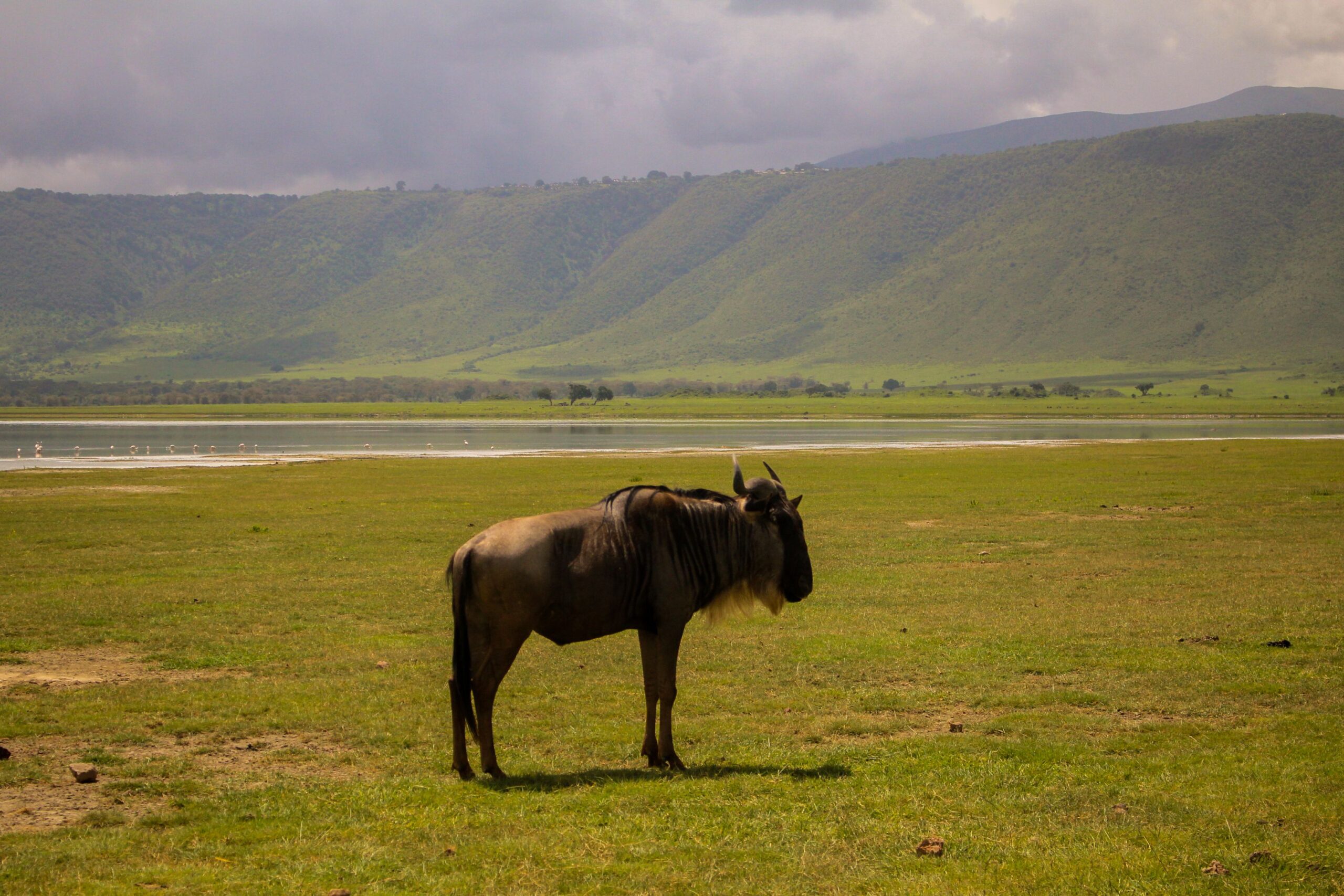 Walking, Balloon & Photographic Safaris in Tanzania