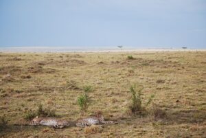 Serengeti Safari Guide: Migration, Camps & Best Time