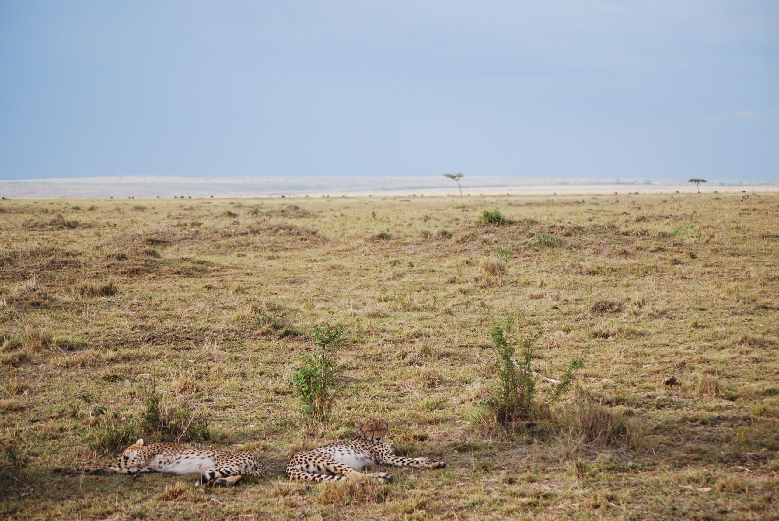 Serengeti Safari Guide: Migration, Camps & Best Time
