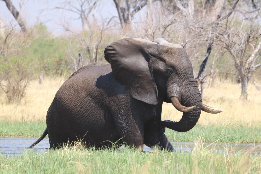 Things to Do in Botswana