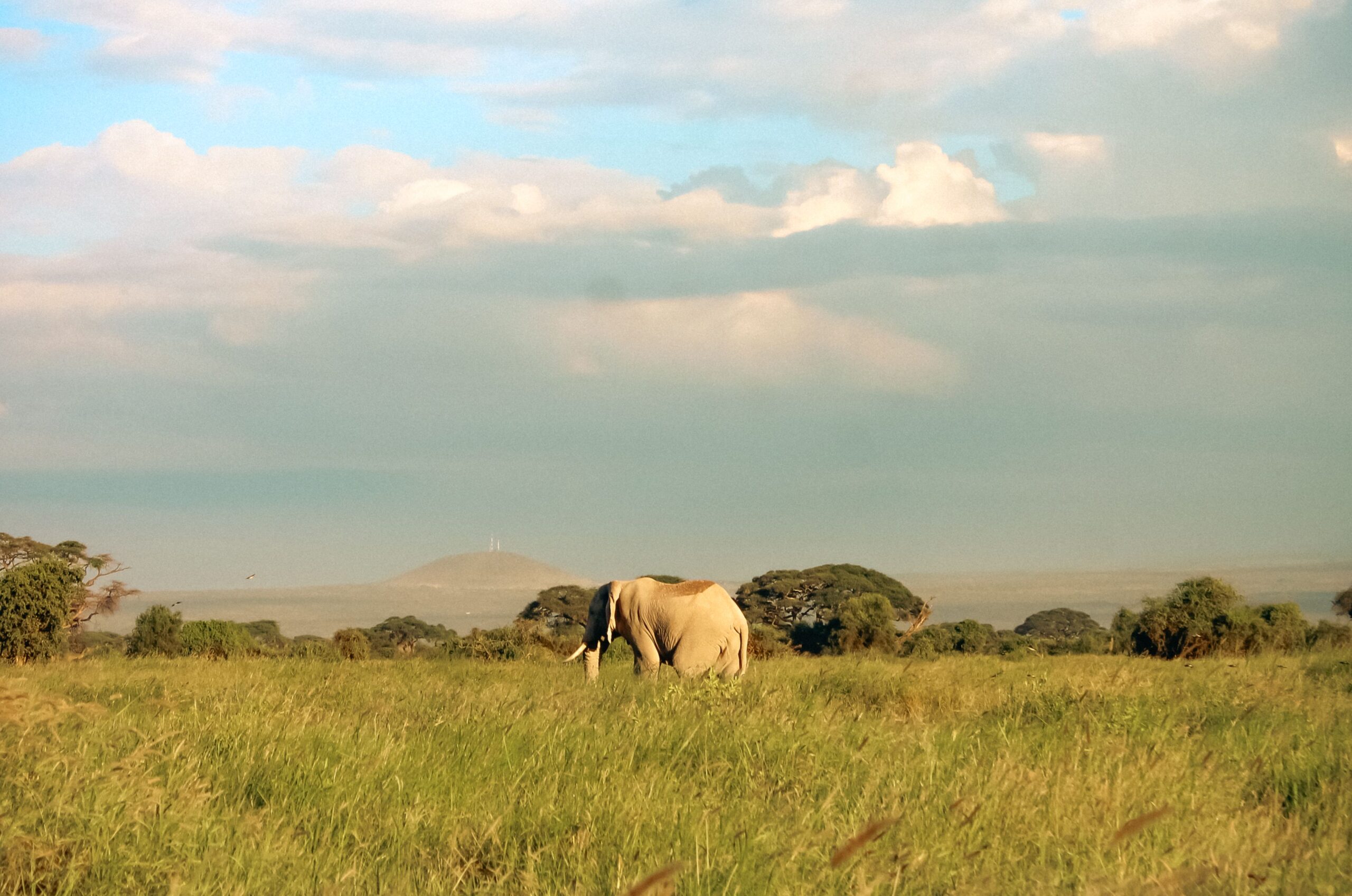 Amboseli Safari Tour